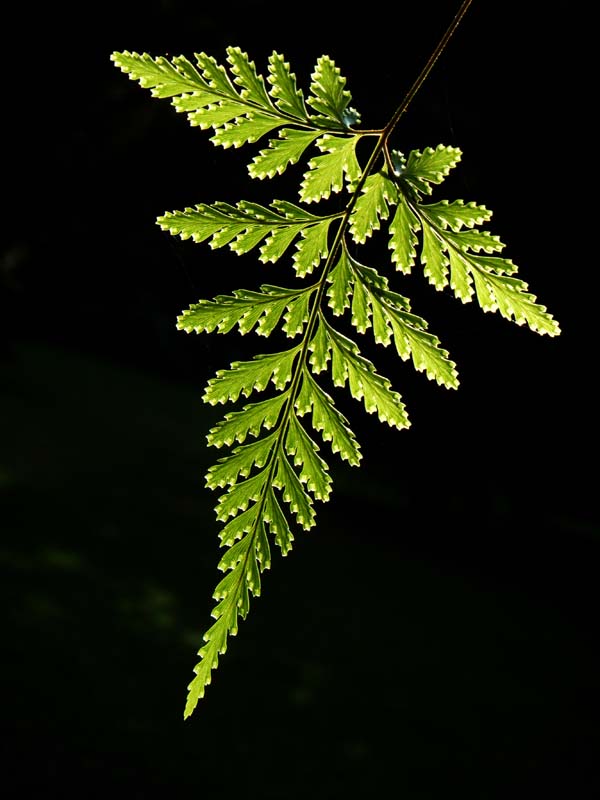 leaf 摄影 葉鍾華