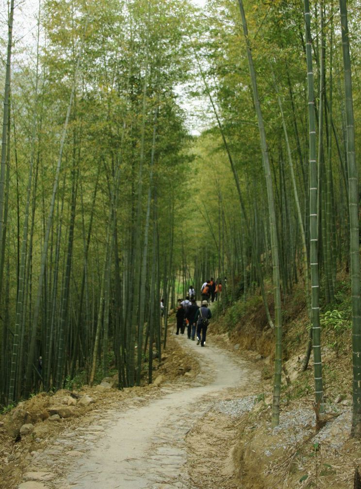 穿越竹林 摄影 颖影罂