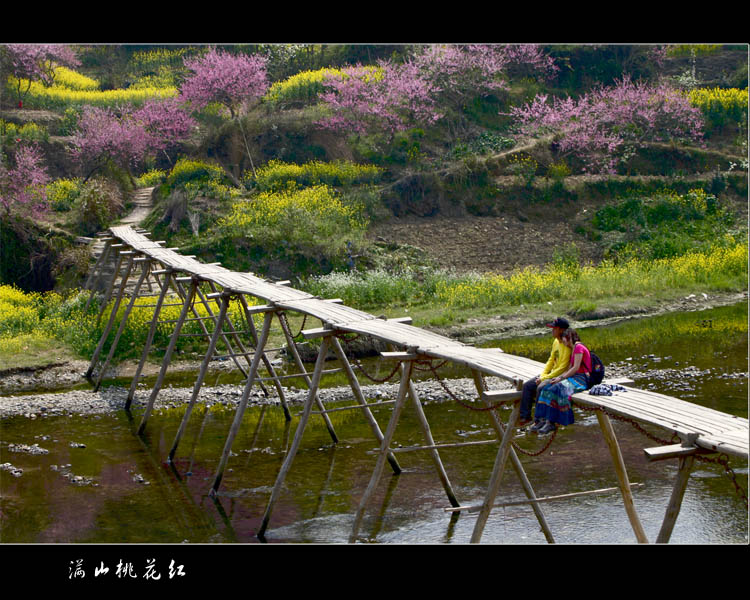 满山桃花红 摄影 化石