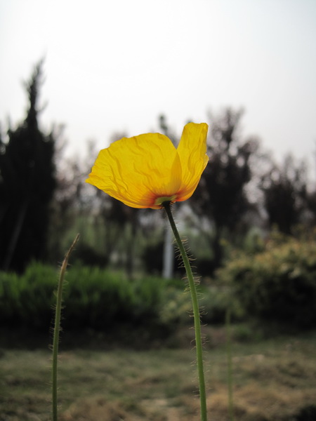 花 摄影 摄心不死