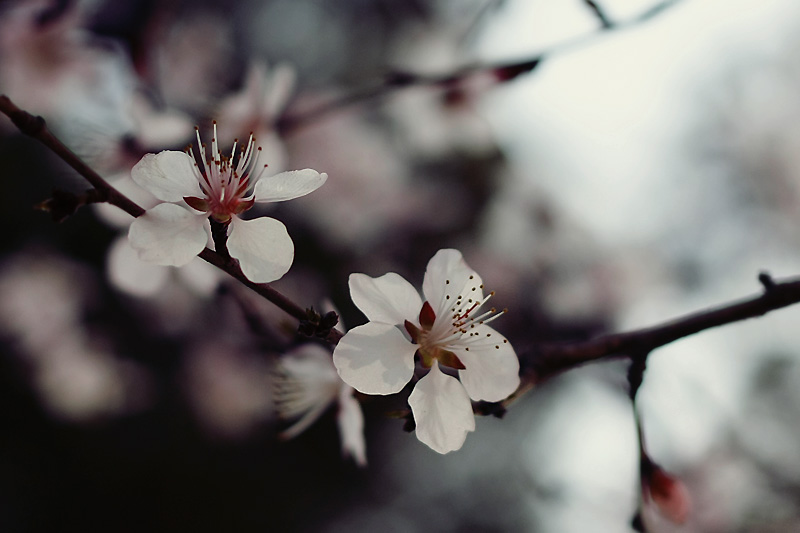 杏花 摄影 黄永龙