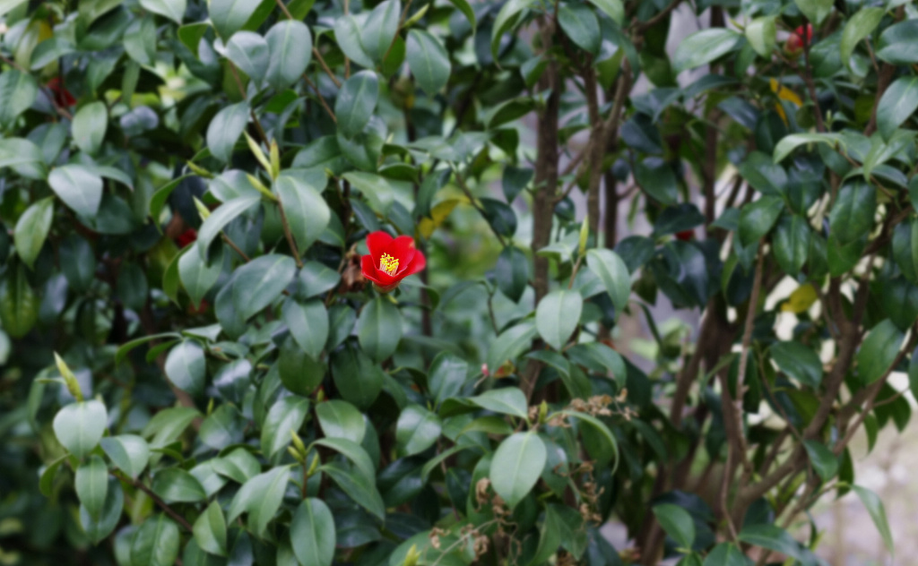 茶花 摄影 山海风