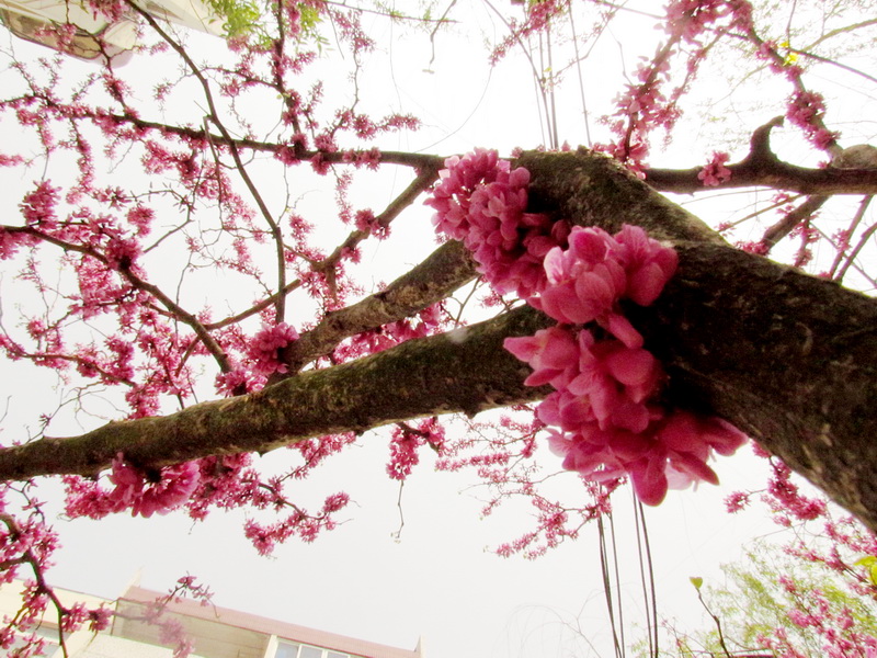 春花烂漫 摄影 乔歌