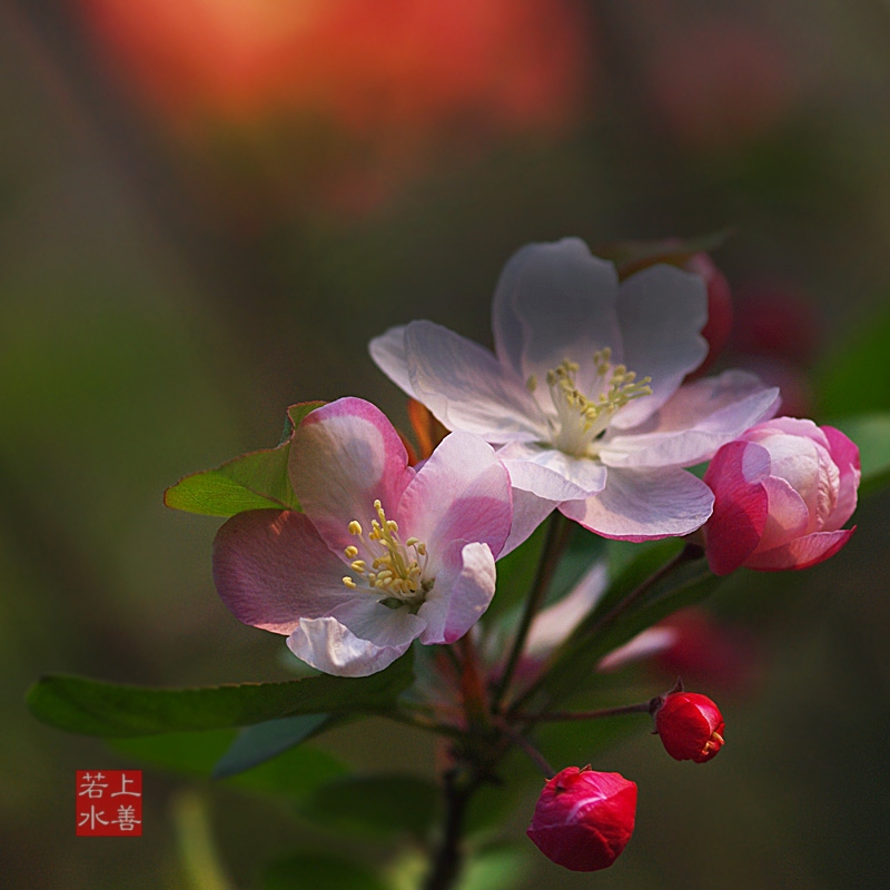 海棠花05 摄影 水中水