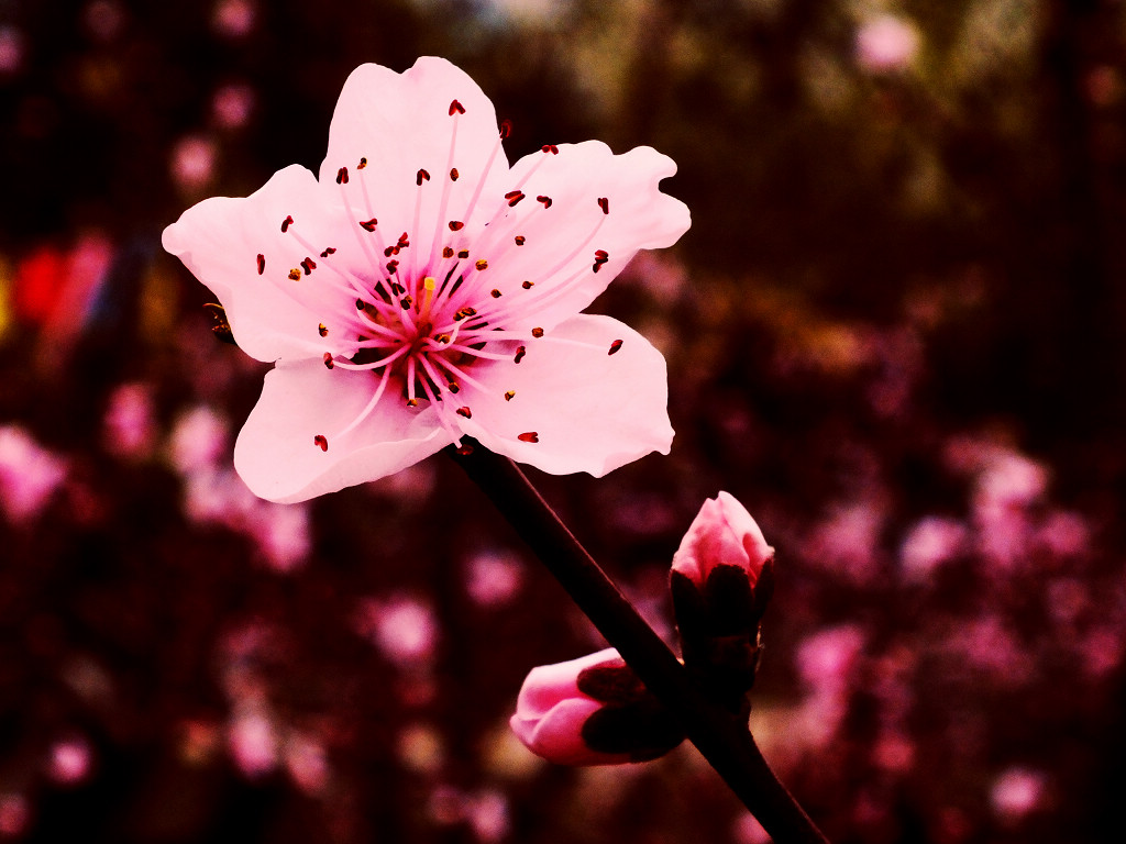 春之歌一桃花 摄影 蜀中山人