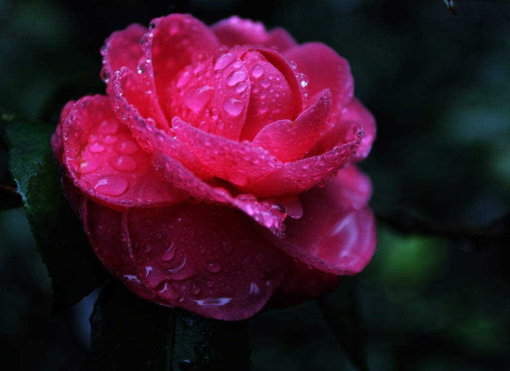 茶花迎春 摄影 湖塘月色