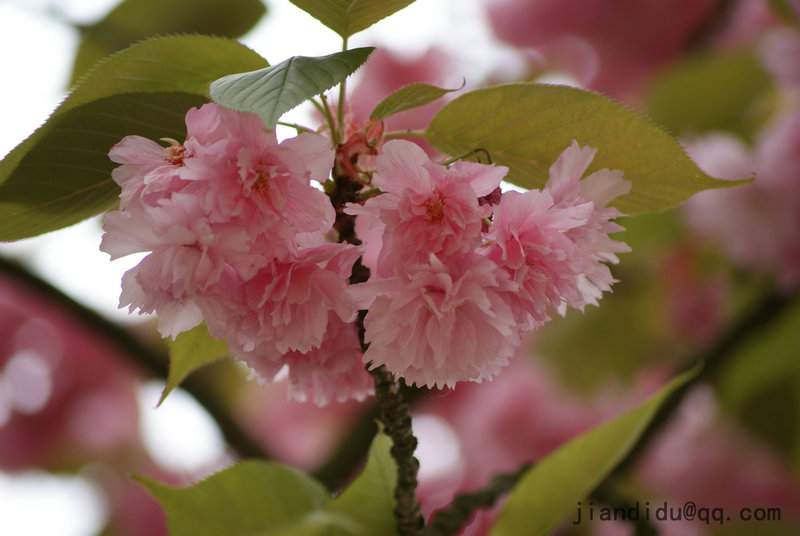 樱花 摄影 jiandi