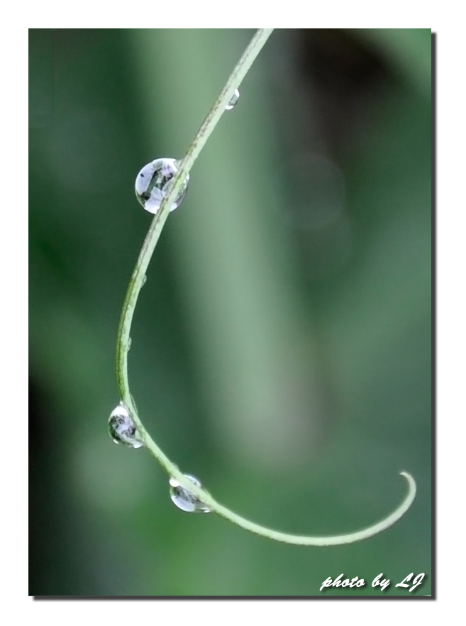 雨露 摄影 水魂