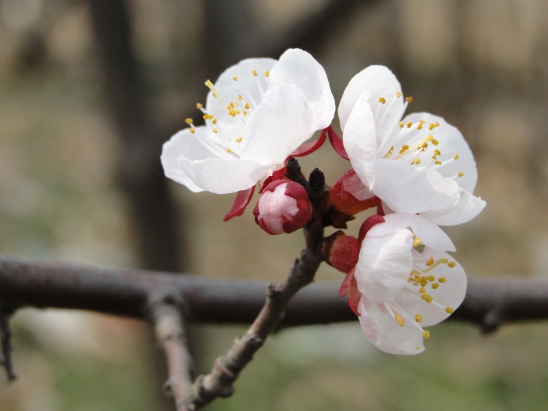 杏花 摄影 新兵