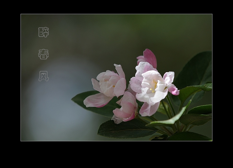 醉春风 摄影 情淡茶香