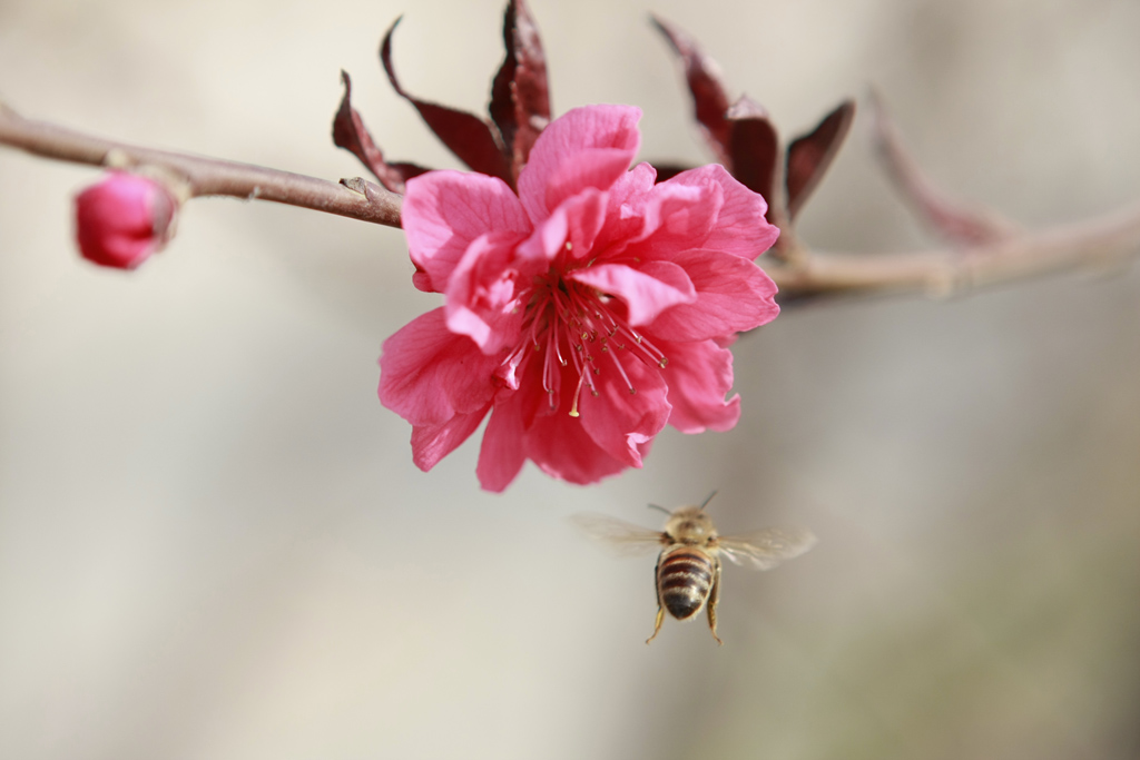 蜜蜂飞舞 摄影 巴拉克