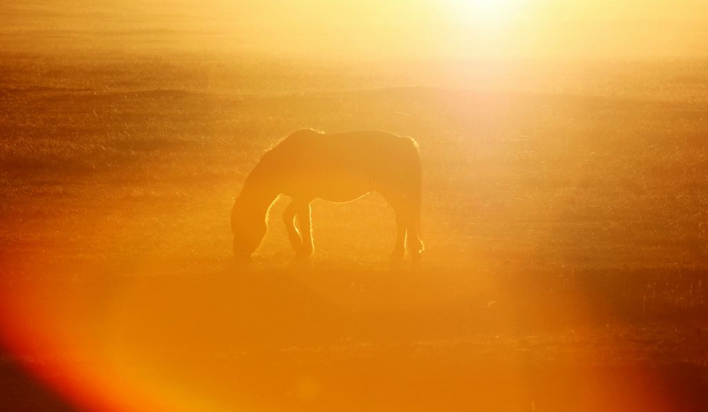 在夕阳的光环里 摄影 西山法师