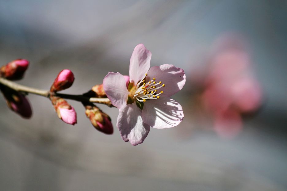 青城花开 摄影 月儿湾湾