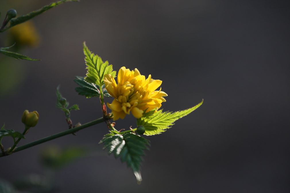 小花探春 摄影 老业余