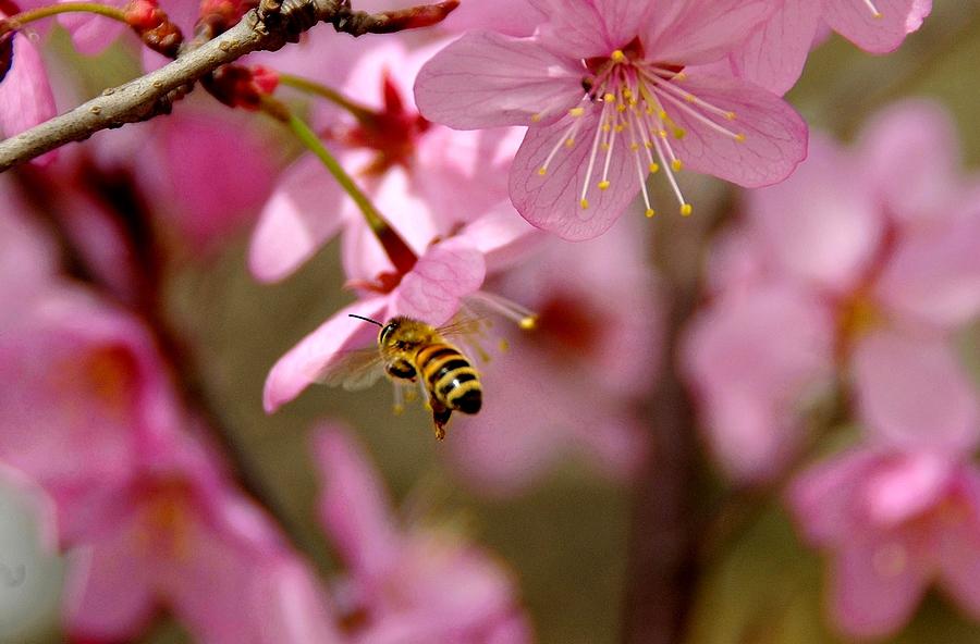 采花蜜 摄影 沃野