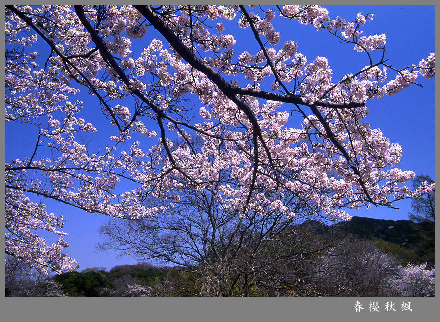 花开晴空 摄影 春樱秋枫