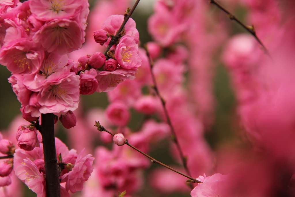 花 摄影 优宁