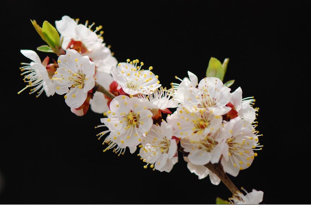 杏花 摄影 海淀小贾