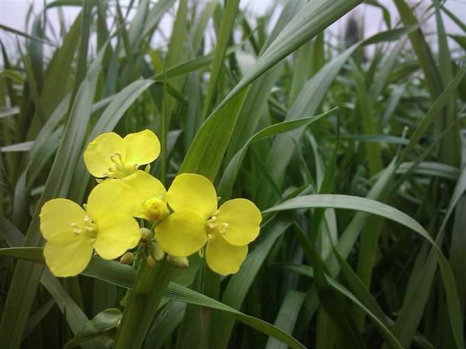 油菜花 摄影 邓大叔