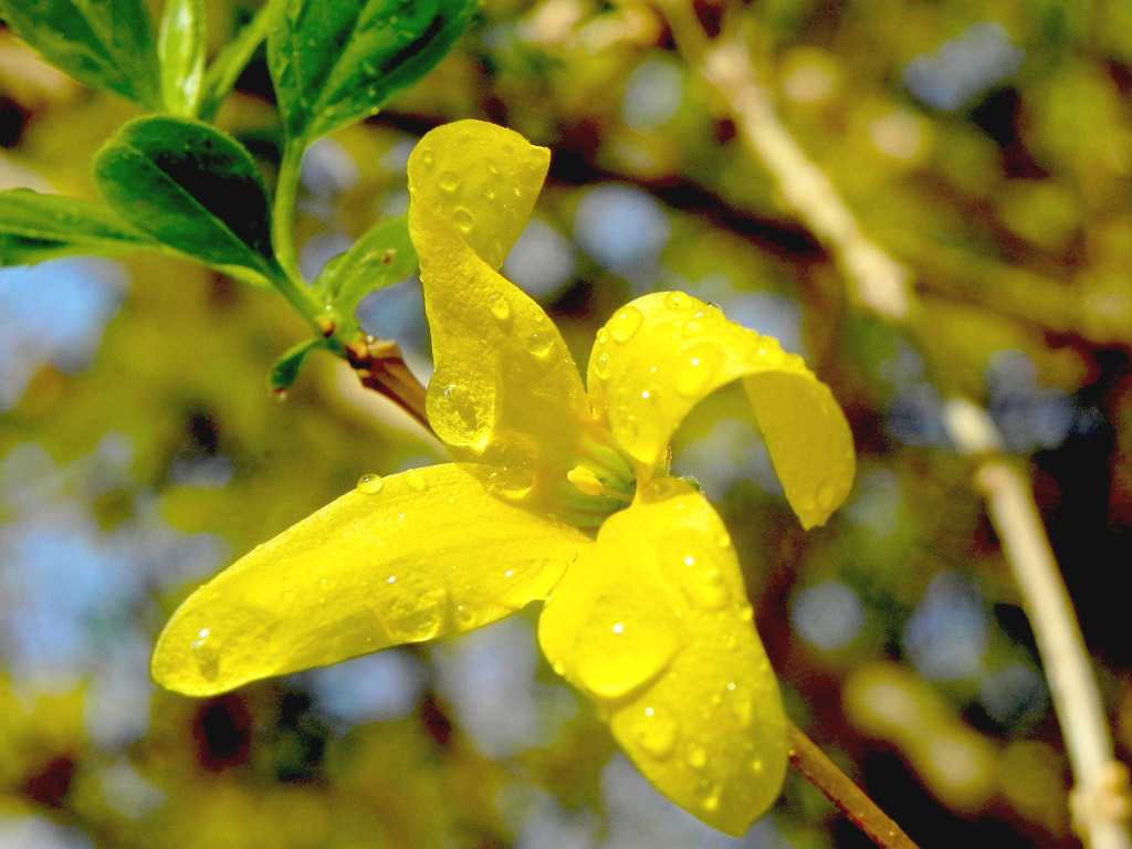 丁香花的芬芳 摄影 婵娟