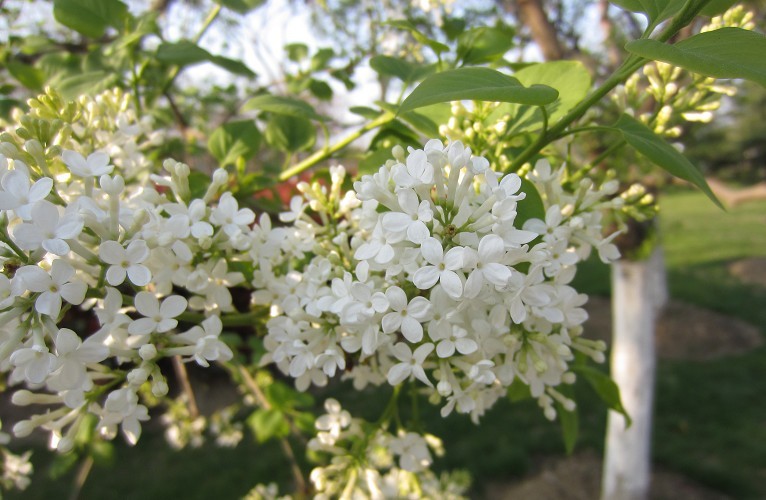 四月花开 摄影 花开花又落