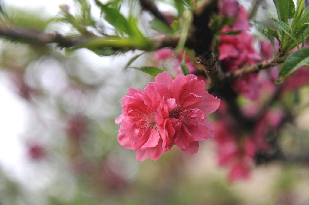 花季2 摄影 翟永生