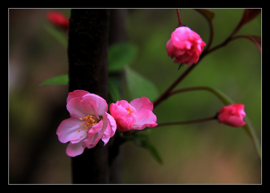 花虽无语最相知 摄影 兰竹梅