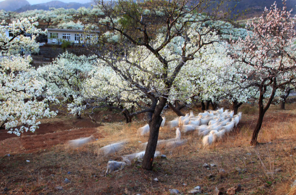 梨花村下 摄影 湛思