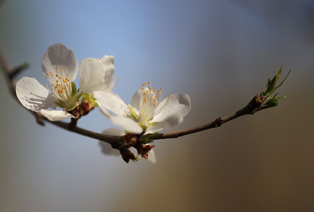 花开又一春 摄影 yueerwanwan