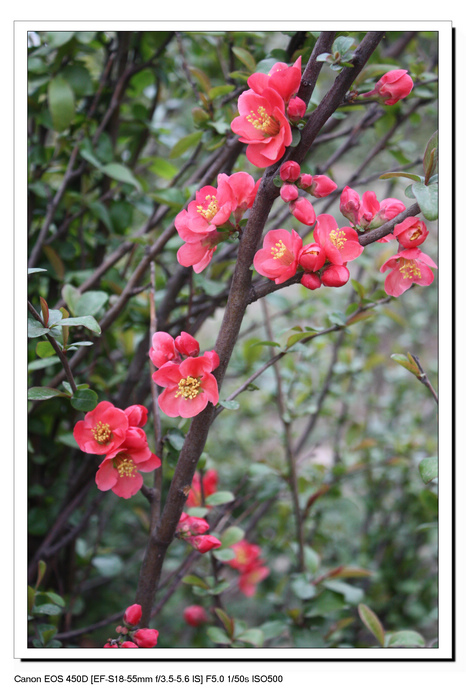 微距——花卉 摄影 雨林木风