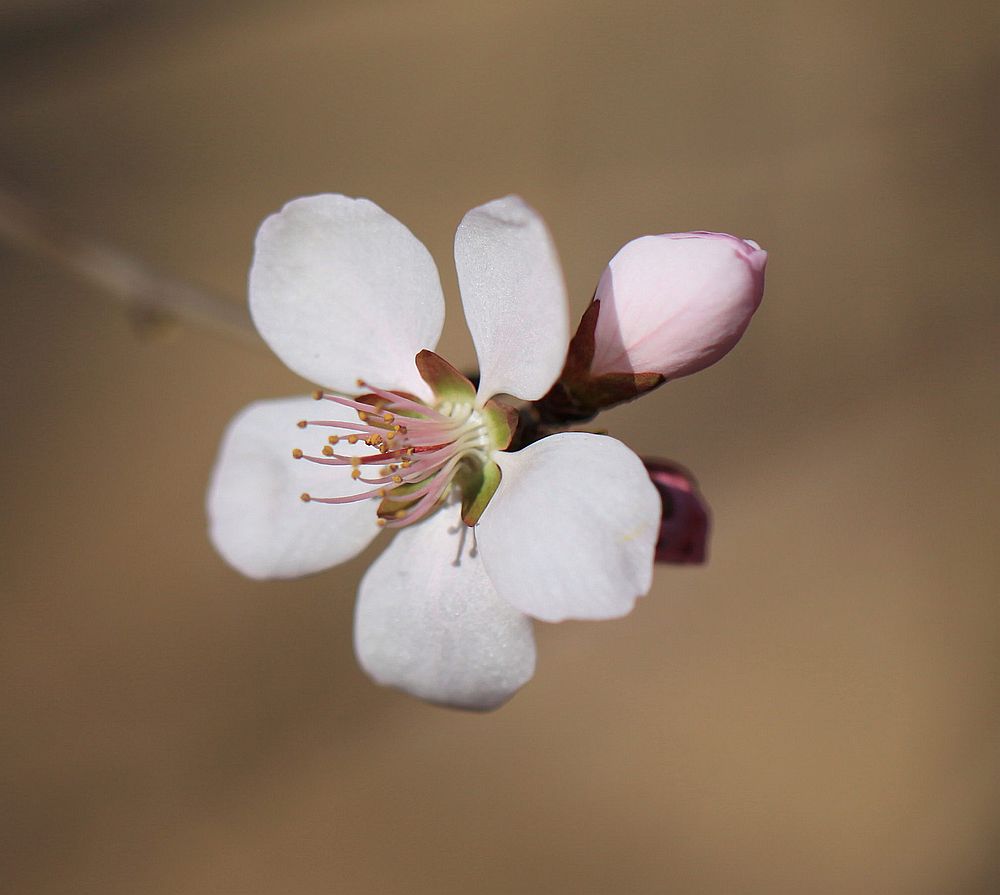 花开又一春 摄影 yueerwanwan