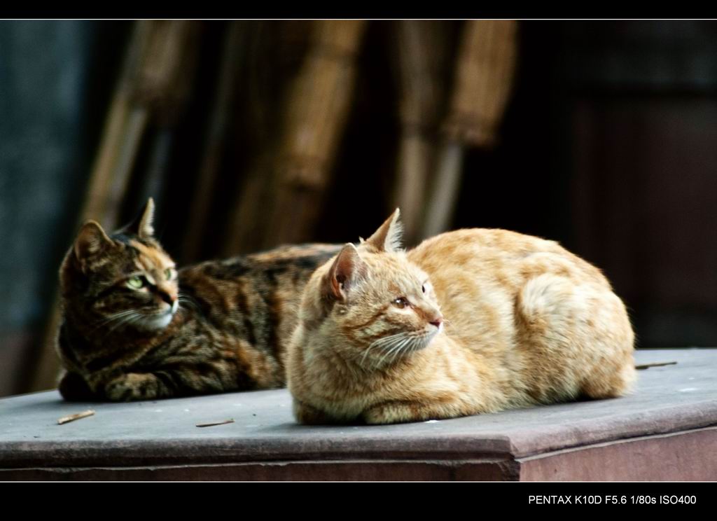 猫 摄影 乐施乐