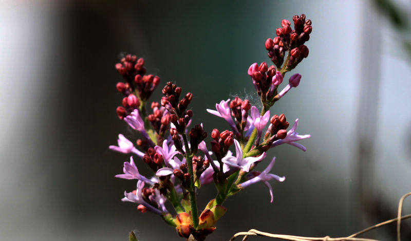 丁香花 摄影 修身致远