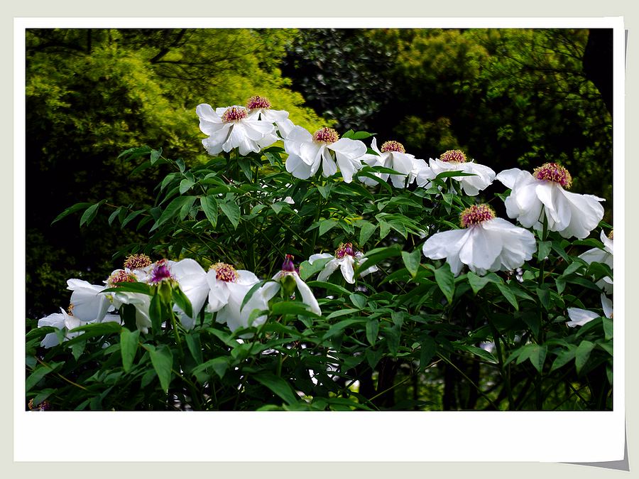 ~牡丹花~ 摄影 心有芊芊