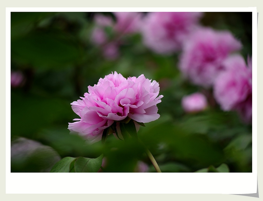 ~~牡丹花~~ 摄影 心有芊芊