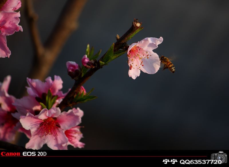 桃花闹春又一年（三） 摄影 jxg309