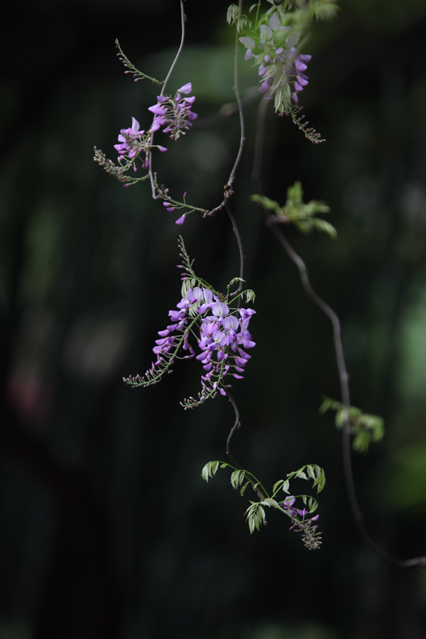 紫滕花开 摄影 时间海