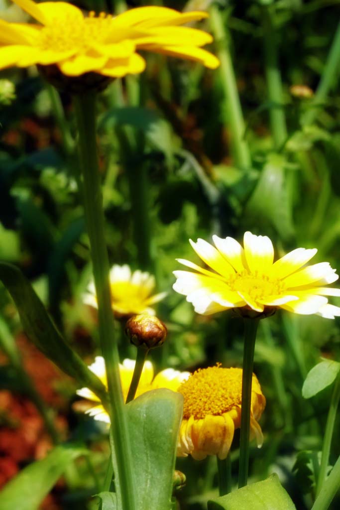 鲜花 摄影 蕙芷居士