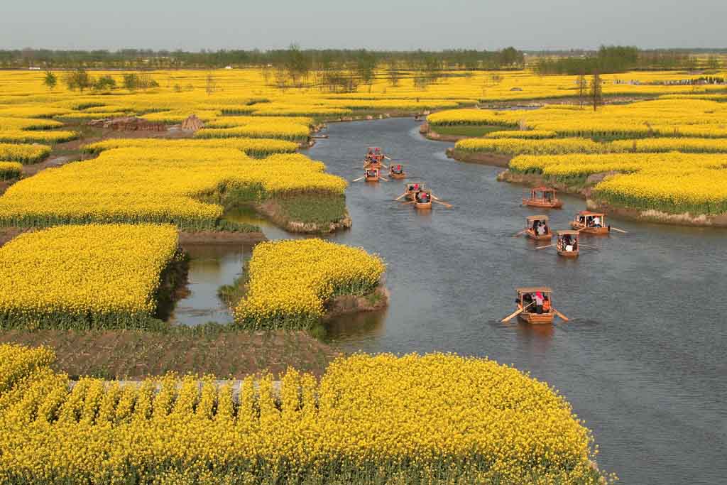 春色油菜 摄影 张杰英