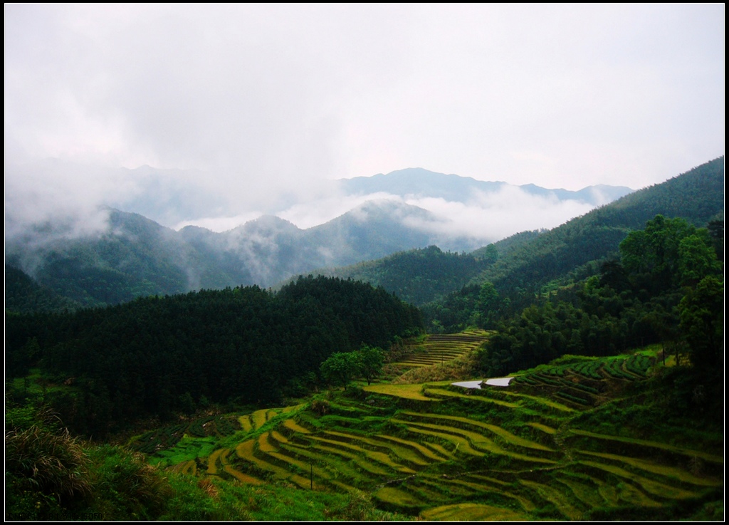 家乡的山 摄影 红山竹