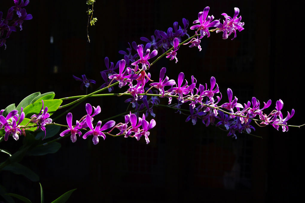 求花名 摄影 雨夜孤雁