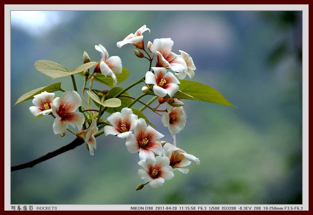 桐子花开3 摄影 资江阿春