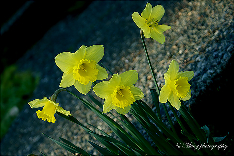 水仙花 摄影 meng9meng