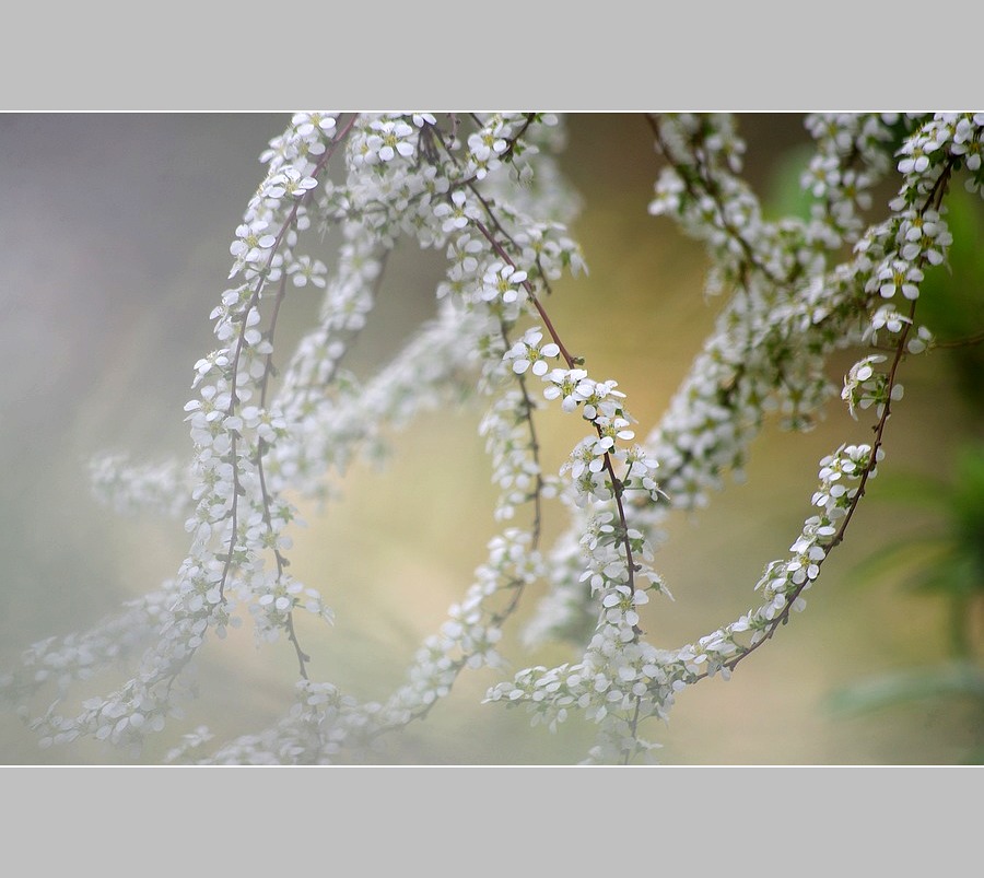 雪柳 摄影 心有芊芊