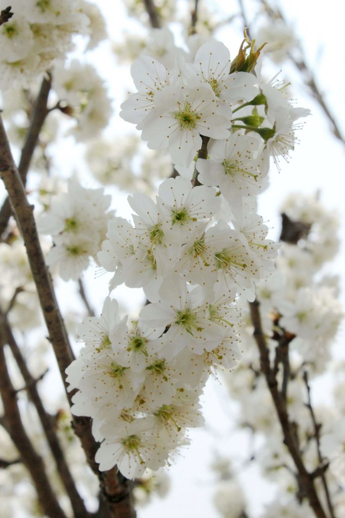 樱花烂漫时 摄影 wenxiangnv