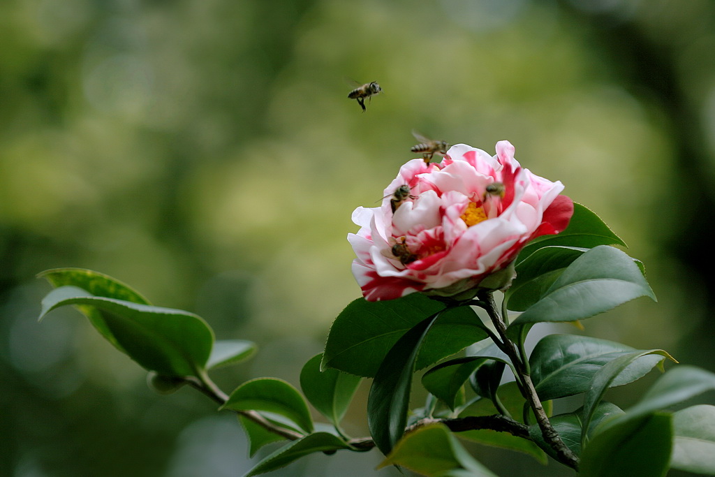 茶花2 摄影 gxlaopan