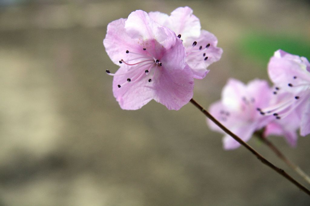 杜鹃 摄影 lioulanghan