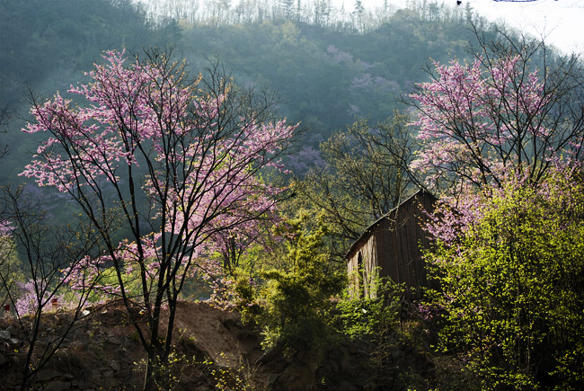 陌上花开缓缓归，花落深处有人家 摄影 一树阳光