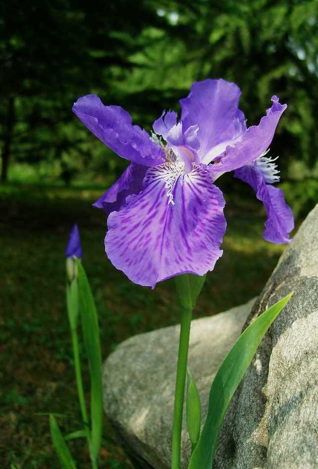 鸢尾花 摄影 天边七彩