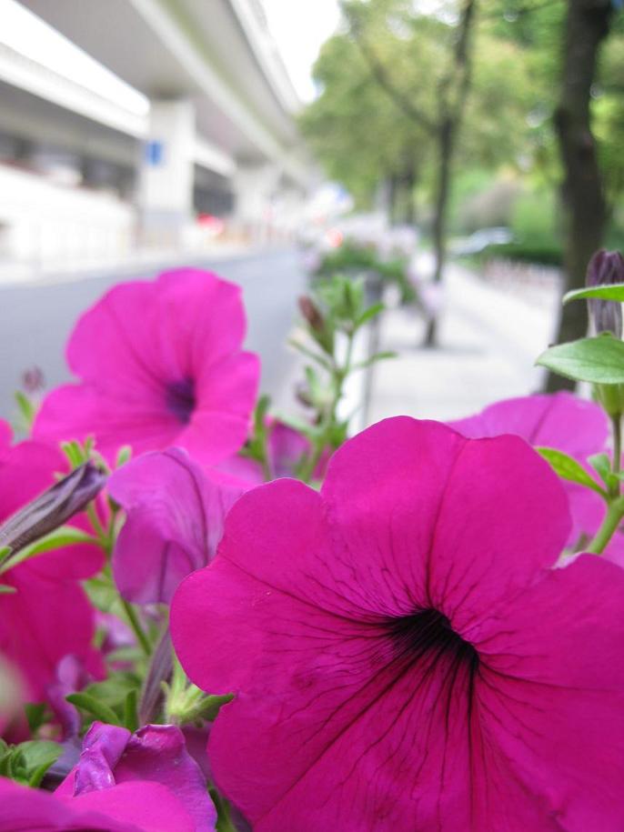 路边的花儿3 摄影 会飞的鱼儿